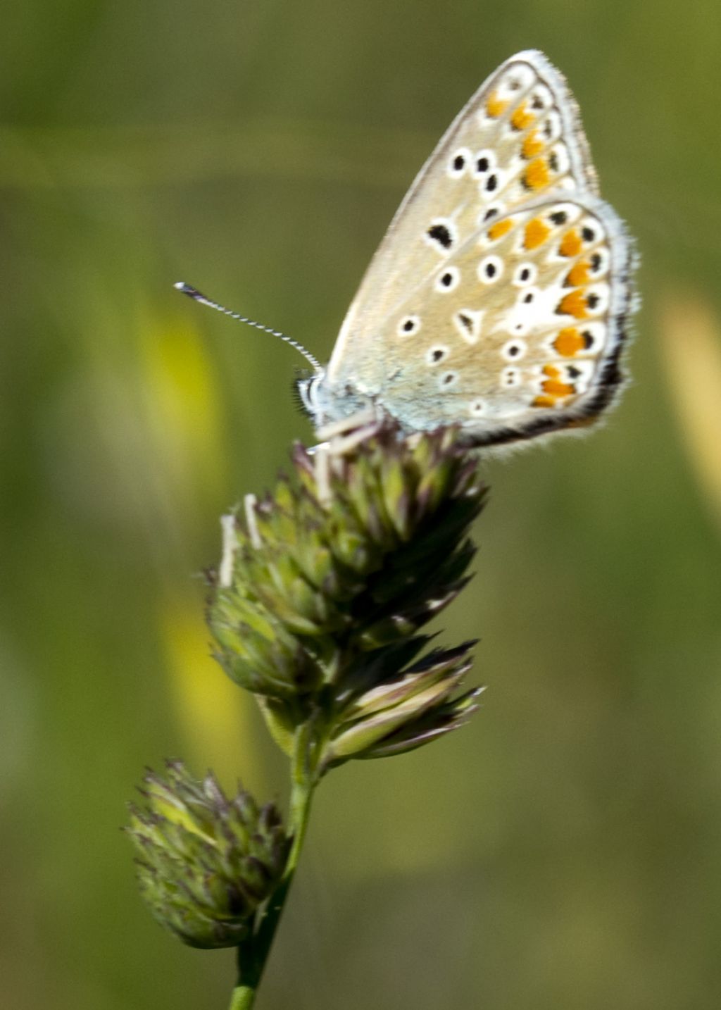 Conferma Polyommatus thersites